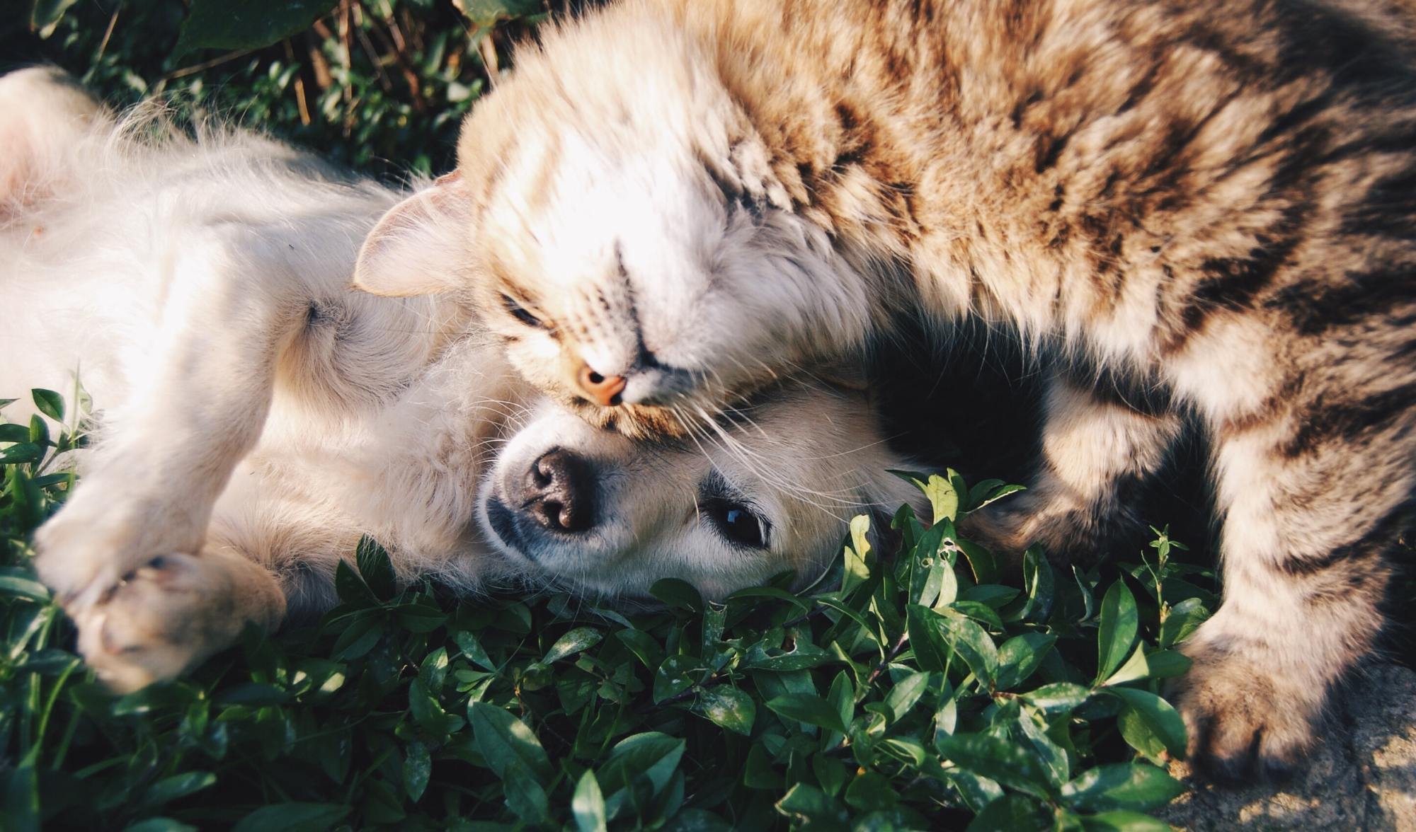 photo of a cat nuzzling a dog